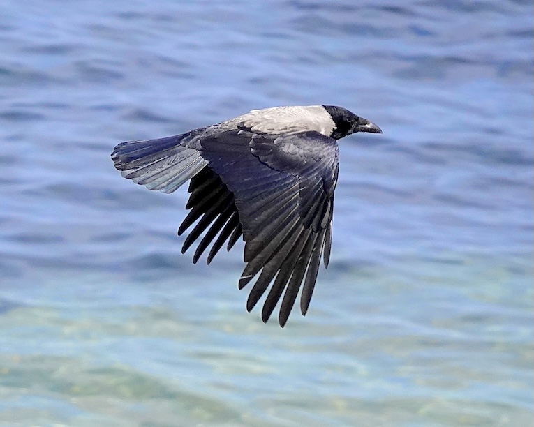hooded crow